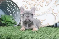 Maverick, a male French Bulldog for sale in Charm, OH – 3 of 5