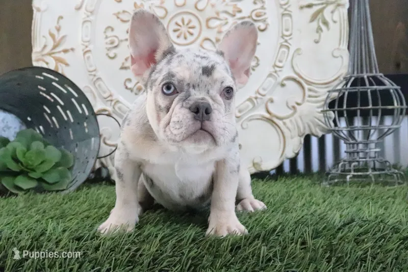 Mitzy – French Bulldog puppy for sale in Charm, OH