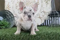 Mitzy, a female French Bulldog for sale in Charm, OH – 1 of 6