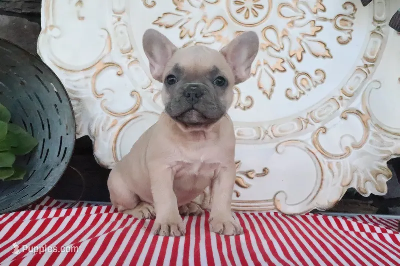 Frances – French Bulldog puppy for sale in Charm, OH