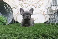 Wylie, a male French Bulldog for sale in Charm, OH – 5 of 6