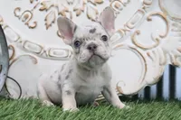 Mitzy, a female French Bulldog for sale in Charm, OH – 4 of 5