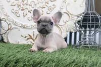 Willow, a female French Bulldog for sale in Charm, OH – 5 of 5
