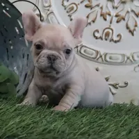 Cash, a male French Bulldog for sale in Charm, OH – Photo 3 of 4