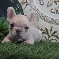 Cash, a male French Bulldog for sale in Charm, OH – Photo 1 of 4