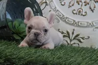 Cash, a male French Bulldog for sale in Charm, OH – Photo 1 of 4