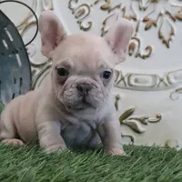 Cash, a male French Bulldog for sale in Charm, OH – Photo 4 of 4