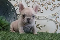 Cash, a male French Bulldog for sale in Charm, OH – Photo 4 of 4
