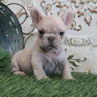 Cash, a male French Bulldog for sale in Charm, OH – Photo 2 of 4