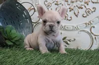 Cash, a male French Bulldog for sale in Charm, OH – Photo 2 of 4