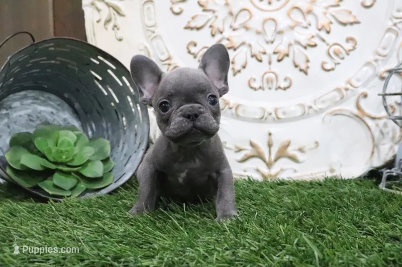 Wylie – French Bulldog puppy for sale in Charm, OH