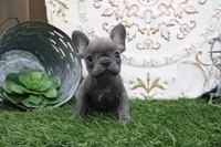 Wylie, a male French Bulldog for sale in Charm, OH – 1 of 6