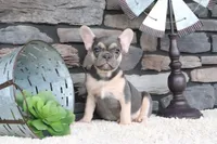 Snickers, a male French Bulldog for sale in Charm, OH – 7 of 7