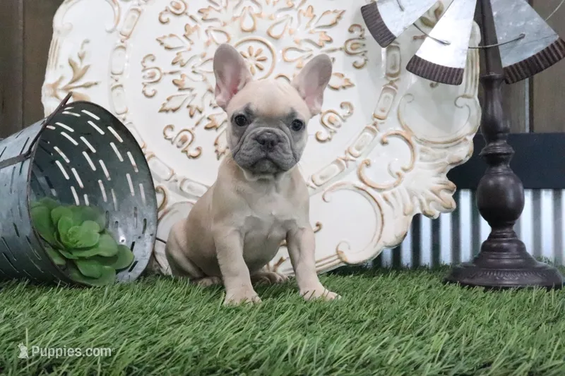 Frances – French Bulldog puppy for sale in Charm, OH