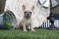 Frances, a male French Bulldog for sale in Charm, OH – 1 of 5