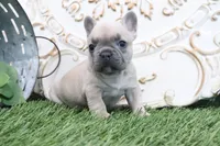 Frances, a male French Bulldog for sale in Charm, OH – 6 of 6