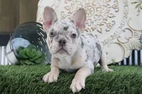 Mitzy, a female French Bulldog for sale in Charm, OH – 3 of 6