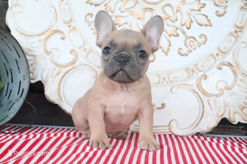 Fletcher – French Bulldog puppy for sale in Charm, OH
