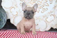 Fletcher, a male French Bulldog for sale in Charm, OH – 1 of 10