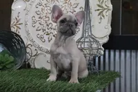 Wilma, a female French Bulldog for sale in Charm, OH – 9 of 9