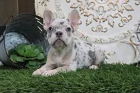 Mitzy, a female French Bulldog for sale in Charm, OH – 3 of 5