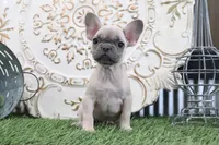 Willow, a female French Bulldog for sale in Charm, OH – 3 of 5