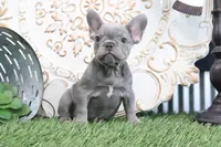 Flo, a male French Bulldog for sale in Charm, OH – 5 of 6
