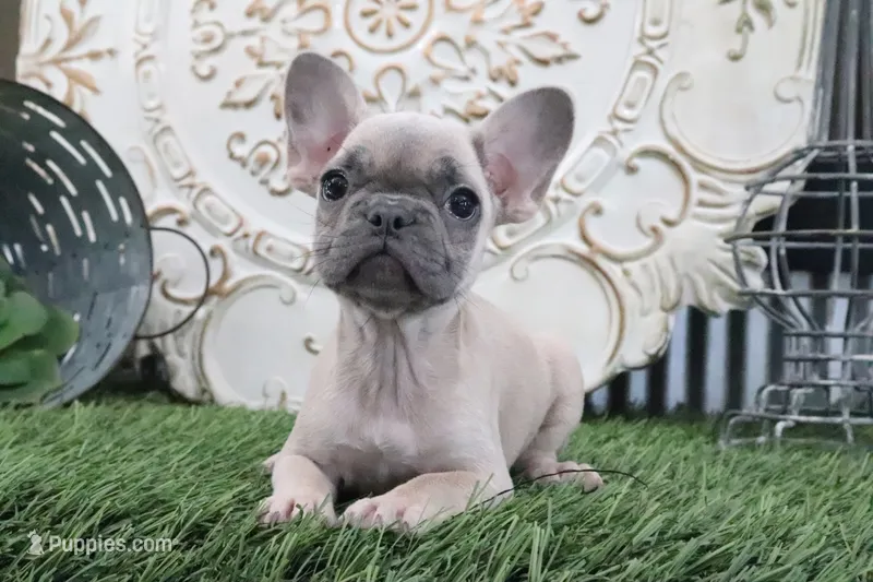 Willow – French Bulldog puppy for sale in Charm, OH