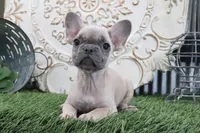 Willow, a female French Bulldog for sale in Charm, OH – 1 of 5