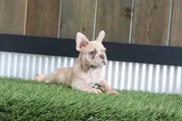 Clinton, a male French Bulldog for sale in Charm, OH – Photo 3 of 5