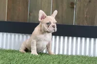 Clinton, a male French Bulldog for sale in Charm, OH – Photo 4 of 5