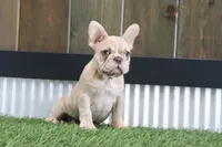 Clinton, a male French Bulldog for sale in Charm, OH – Photo 5 of 5