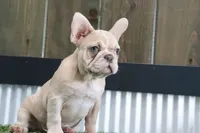 Clinton, a male French Bulldog for sale in Charm, OH – Photo 2 of 5