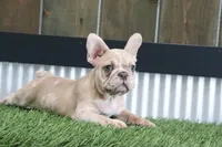 Clinton, a male French Bulldog for sale in Charm, OH – Photo 1 of 5