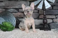 Sparky, a male French Bulldog for sale in Charm, OH – 6 of 6