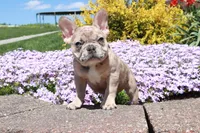 Madge, a female French Bulldog for sale in Charm, OH – Photo 2 of 6