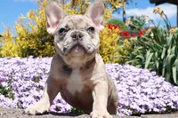 Madge, a female French Bulldog for sale in Charm, OH – Photo 5 of 6