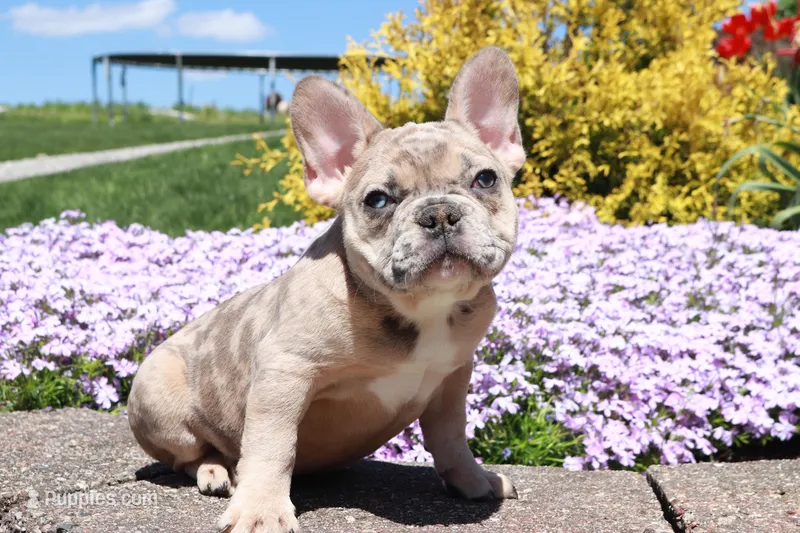 Madge, a female French Bulldog for sale in Charm, OH – Photo 1 of 6