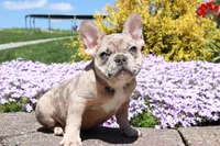 Madge, a female French Bulldog for sale in Charm, OH – Photo 1 of 6