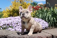 Madge, a female French Bulldog for sale in Charm, OH – Photo 4 of 6