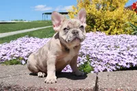 Madge, a female French Bulldog for sale in Charm, OH – Photo 3 of 6