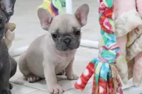 Winna, a female French Bulldog for sale in Charm, OH – 5 of 5