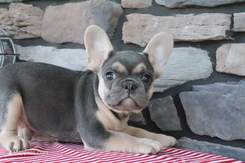 Snickers – French Bulldog puppy for sale in Charm, OH