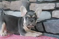 Snickers, a male French Bulldog for sale in Charm, OH – 1 of 5