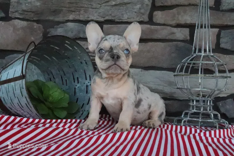 Sparky – French Bulldog puppy for sale in Charm, OH