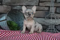 Sparky, a male French Bulldog for sale in Charm, OH – 1 of 5