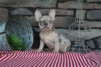 Sparky, a male French Bulldog for sale in Charm, OH – 5 of 5