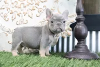 Maverick, a male French Bulldog for sale in Charm, OH – 2 of 5