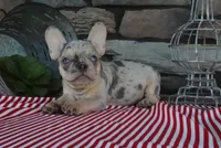 Sparky, a male French Bulldog for sale in Charm, OH – 2 of 5