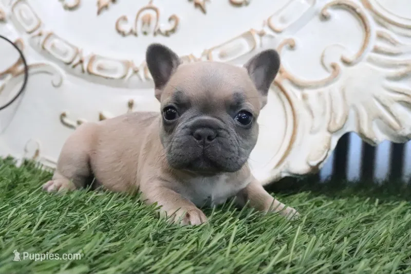 Fletcher – French Bulldog puppy for sale in Charm, OH